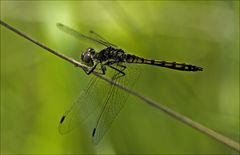 Schwarze Heidelibelle Weibchen