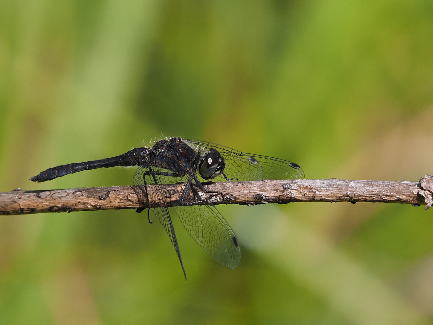 Schwarze Heidelibelle4 