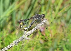 Schwarze Heidelibellen