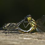 Schwarze Heidelibellen Paarung 09