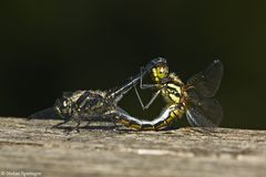 Schwarze Heidelibellen Paarung 09