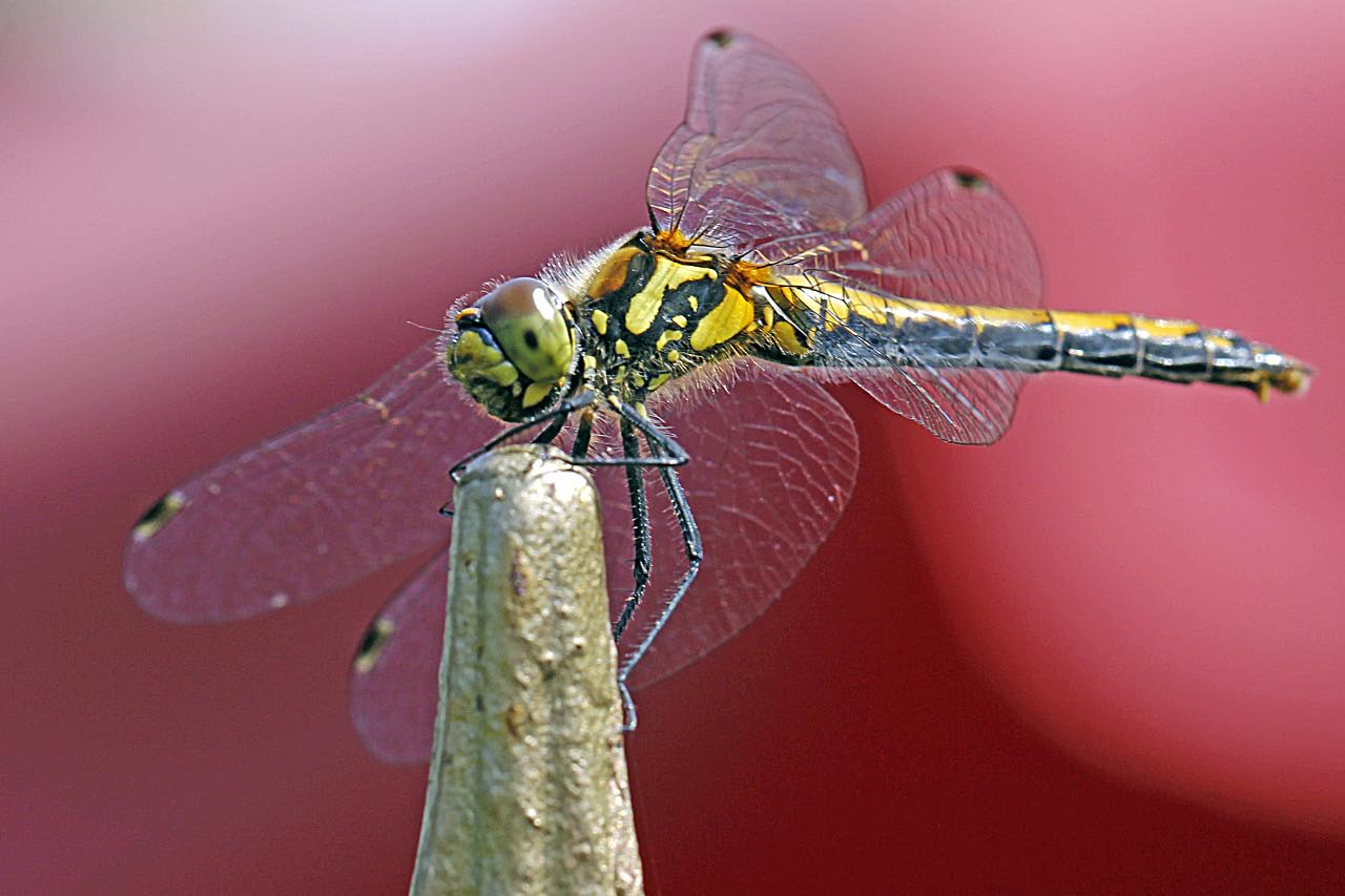 Schwarze Heidelibellendame (Sympetrum danae)