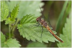 Schwarze Heidelibelle,w(Sympetrum danae)