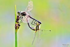 Schwarze Heidlibelle Paarung
