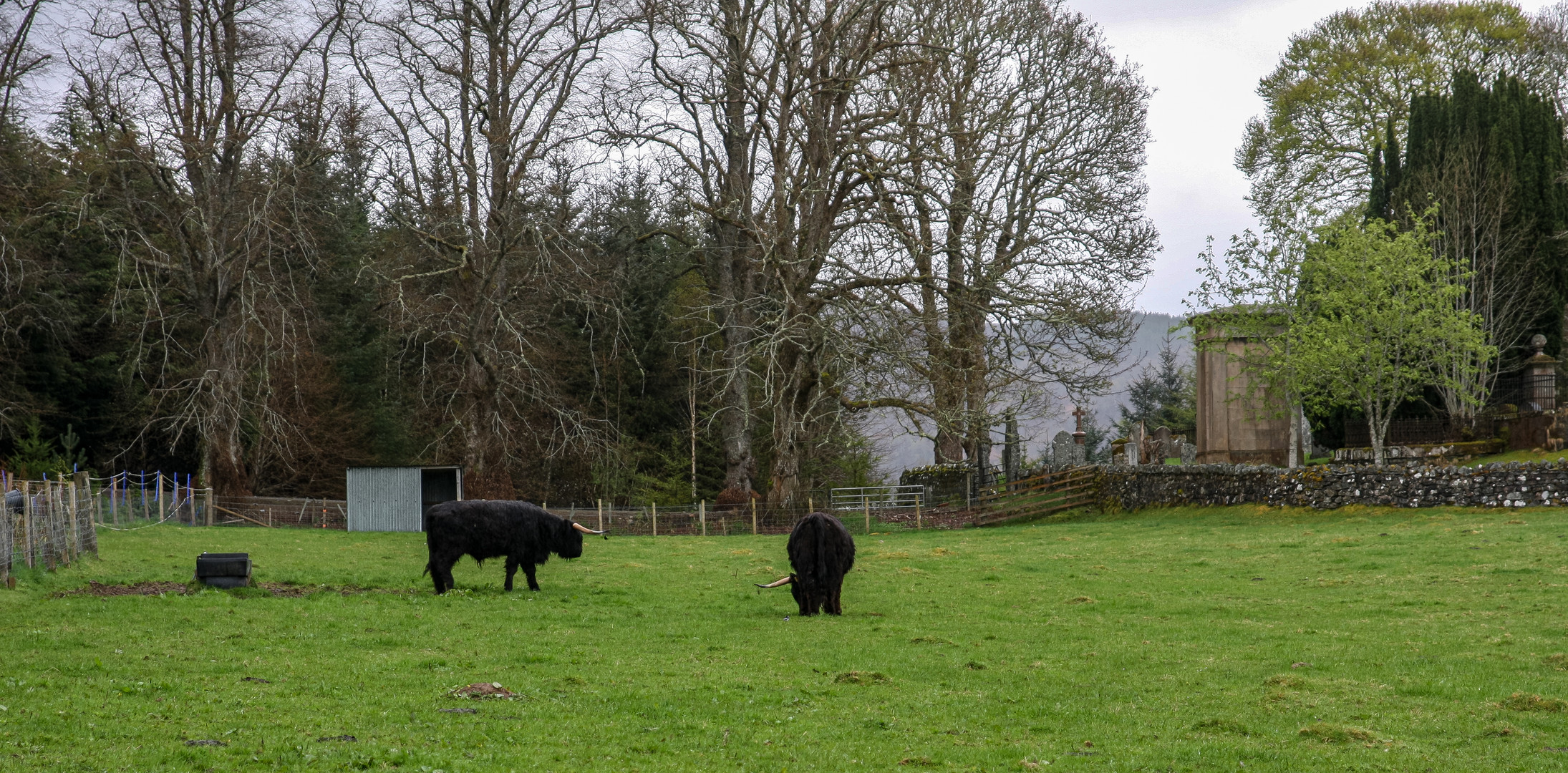 Schwarze Highland Rinder....