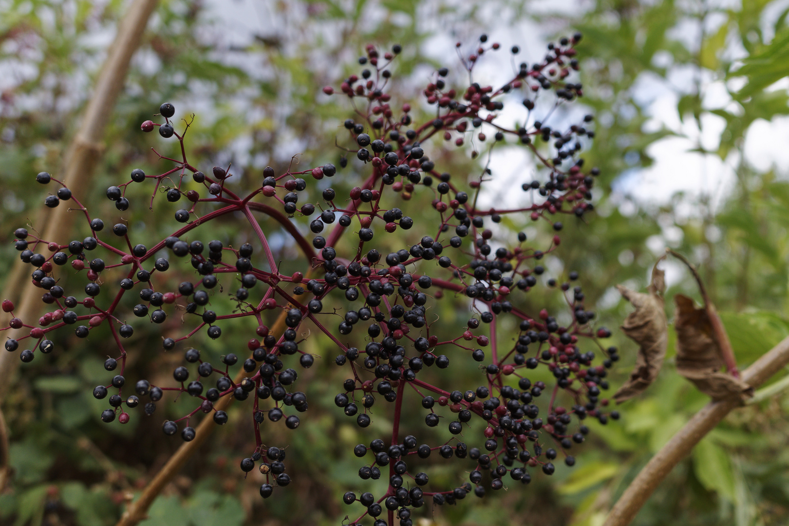 Schwarze Holunderbeeren