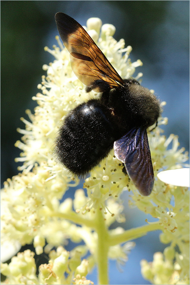 Schwarze Holzbiene