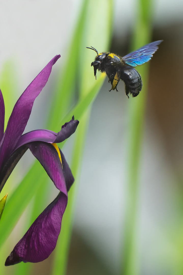 schwarze Holzbiene