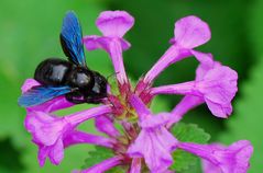 Schwarze Holzbiene