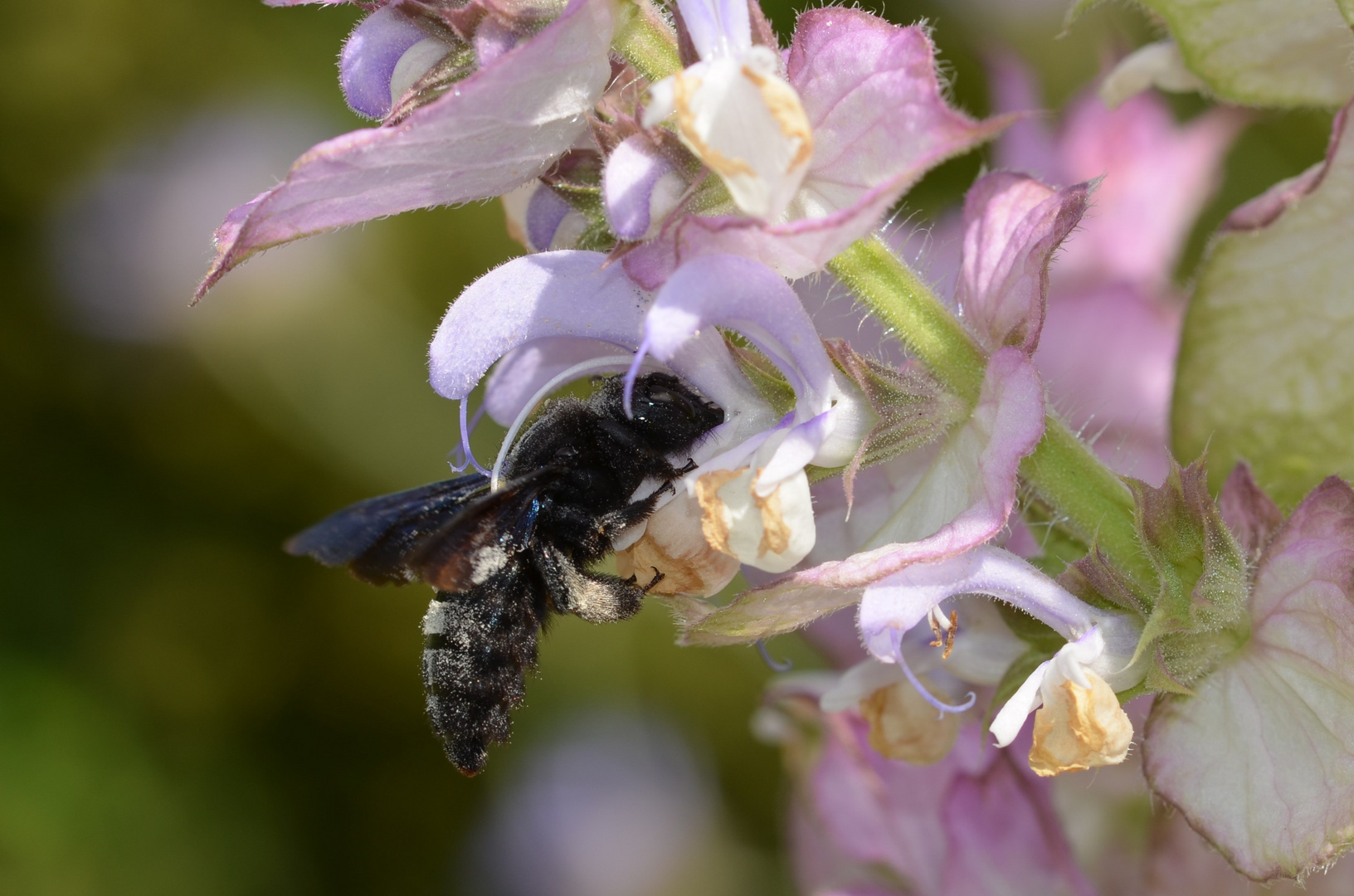 Schwarze Holzbiene an Muskatellersalbei