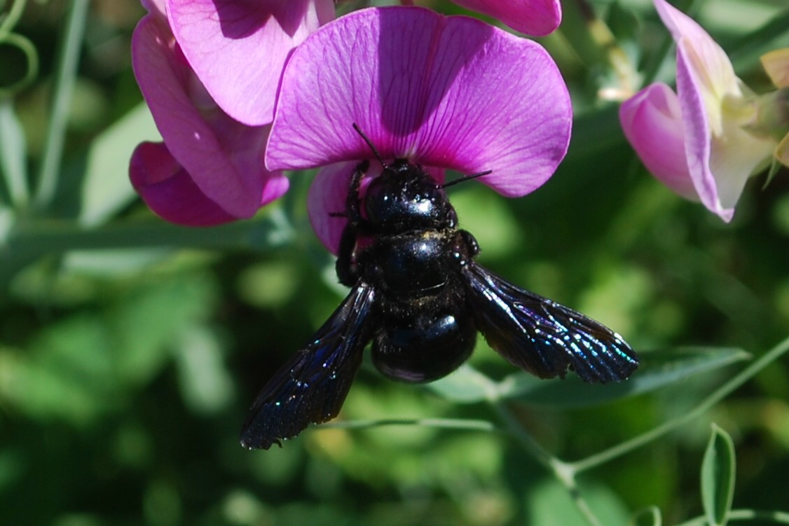 schwarze Holzbiene auf Platterbse