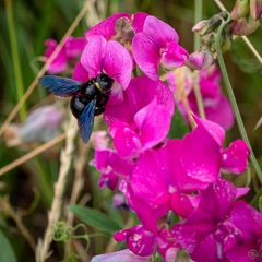 Schwarze Holzbiene