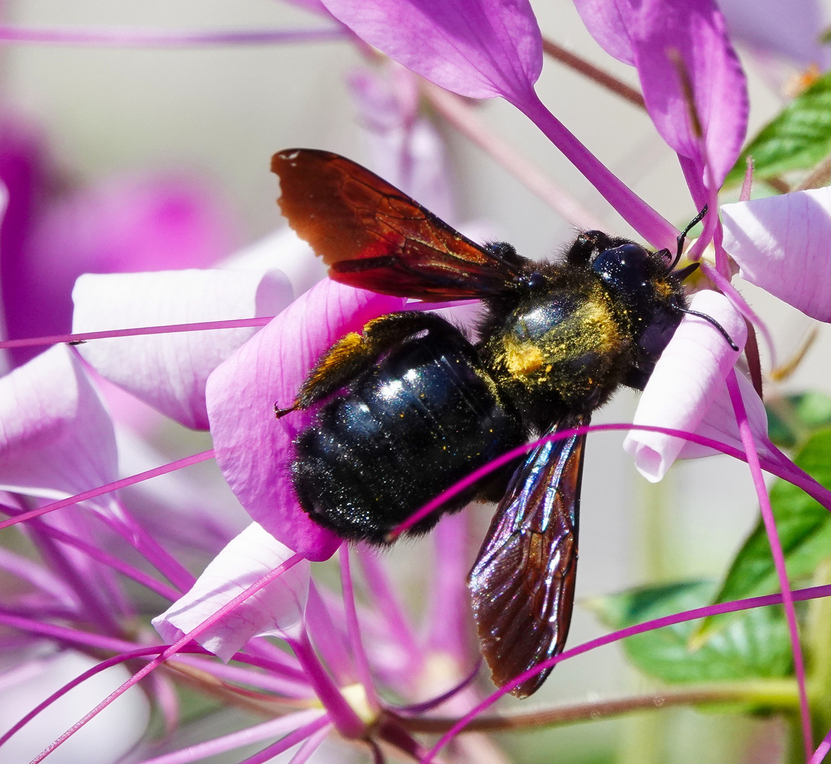 Schwarze Holzbiene 