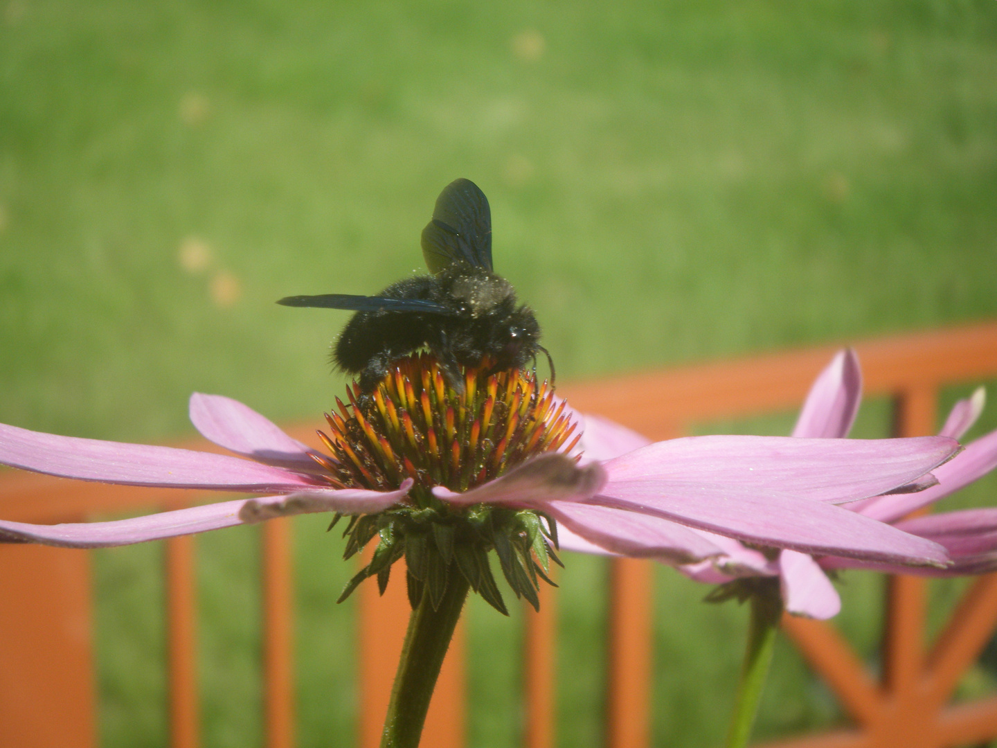 Schwarze Hummel