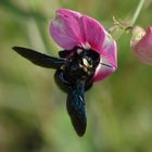 schwarze Hummel / black Bumblebee