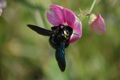 schwarze Hummel / black Bumblebee