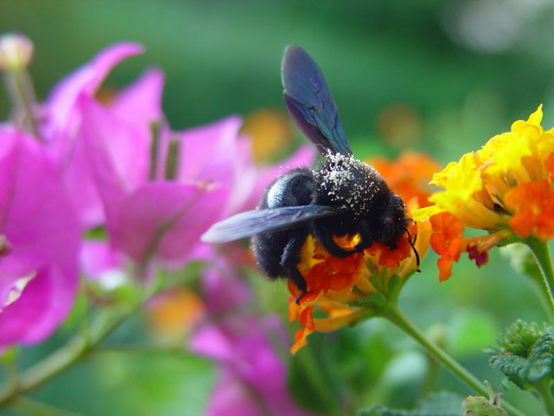 Schwarze Hummel Foto &amp; Bild tiere, wildlife, insekten Bilder auf