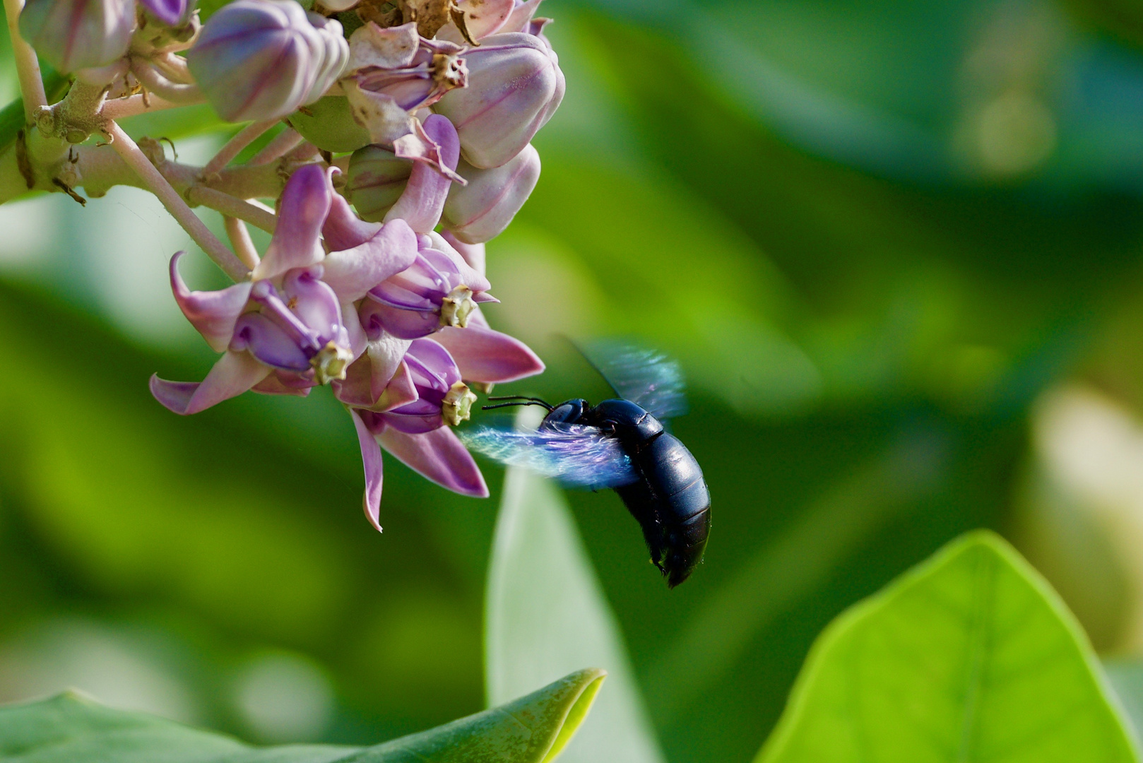 Schwarze Hummel oder was?