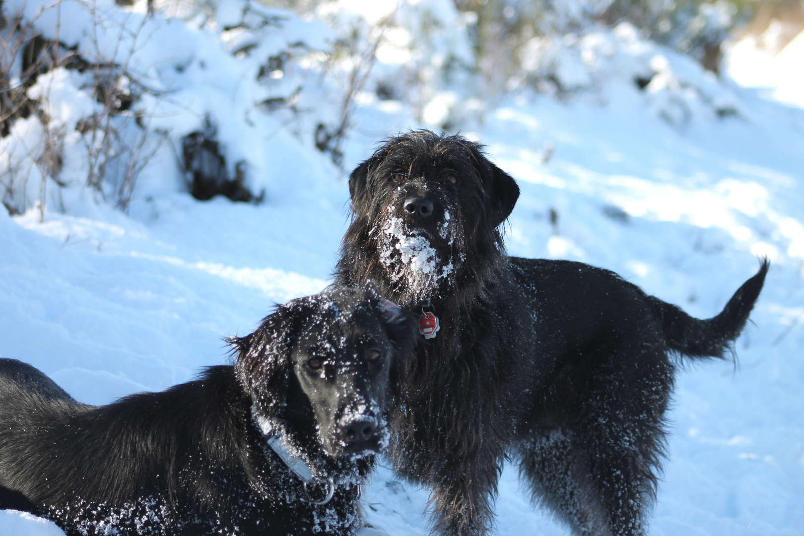 schwarze Hunde- weißer Schnee