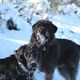 schwarze Hunde- weier Schnee