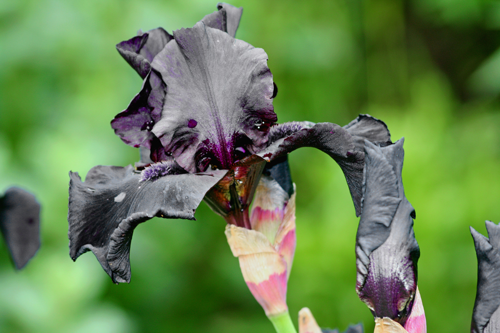 Schwarze Iris Foto & Bild pflanzen, pilze & flechten, blüten