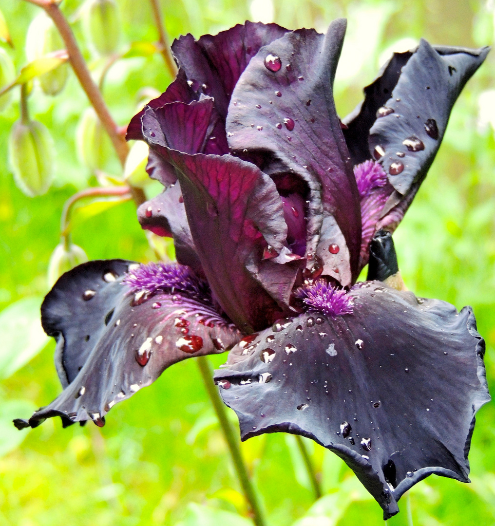 schwarze Iris nach dem Regen