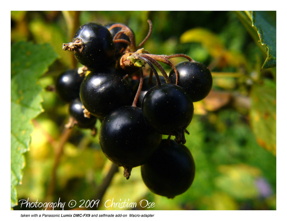 "schwarze Johannisbeere"