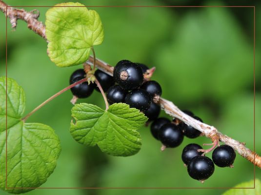 schwarze Johannisbeere ... 