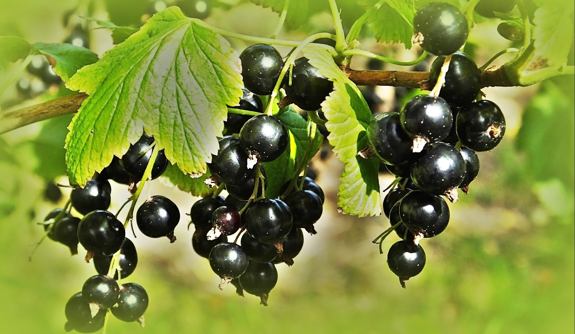 Schwarze Johannisbeere (blackcurrant) Foto & Bild pflanzen, pilze