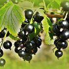 Schwarze Johannisbeere (blackcurrant)