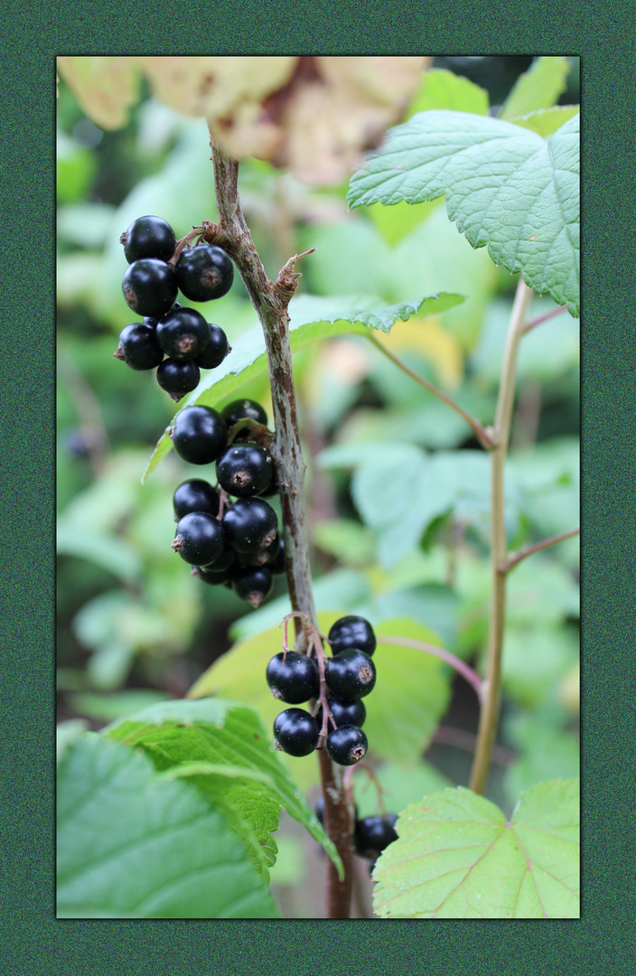 schwarze Johannisbeeren ... 