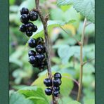 schwarze Johannisbeeren ... 