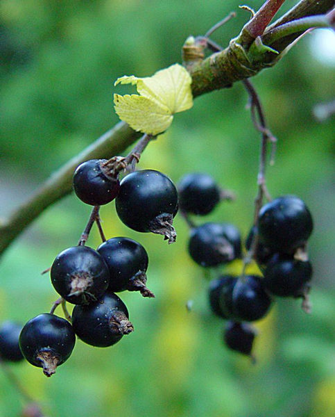 Schwarze Johannisbeeren