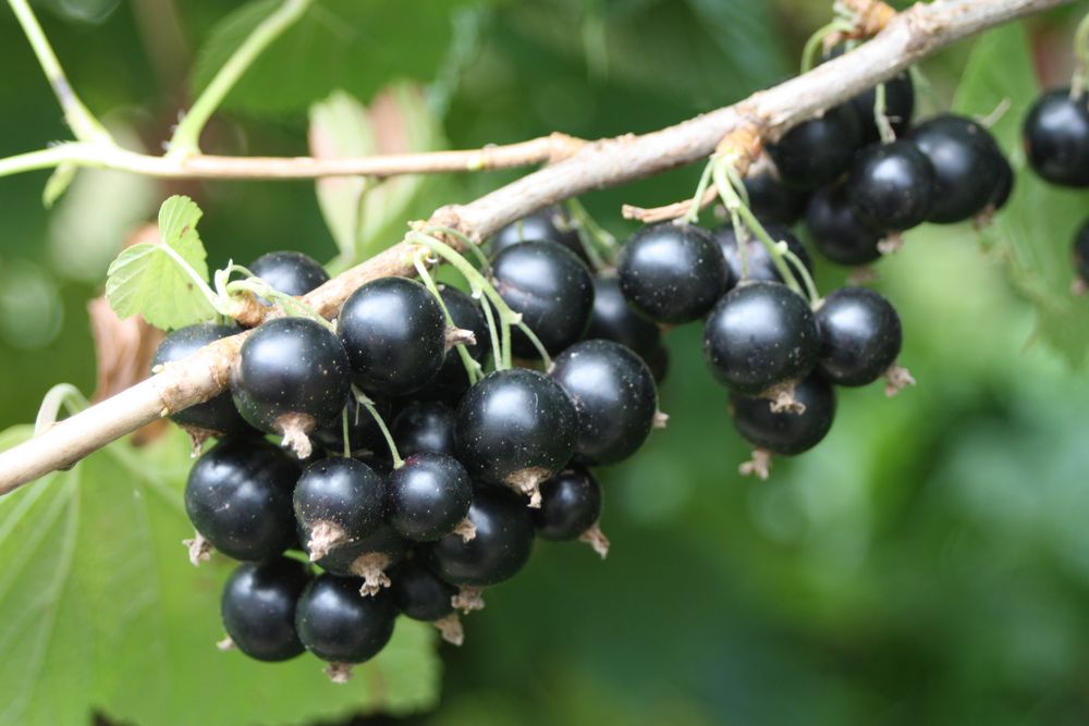 schwarze Johannisbeeren locken 