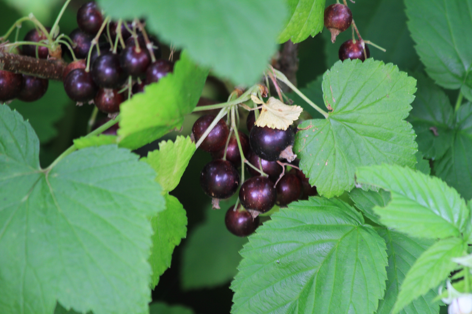 Schwarze Jonannesbeeren