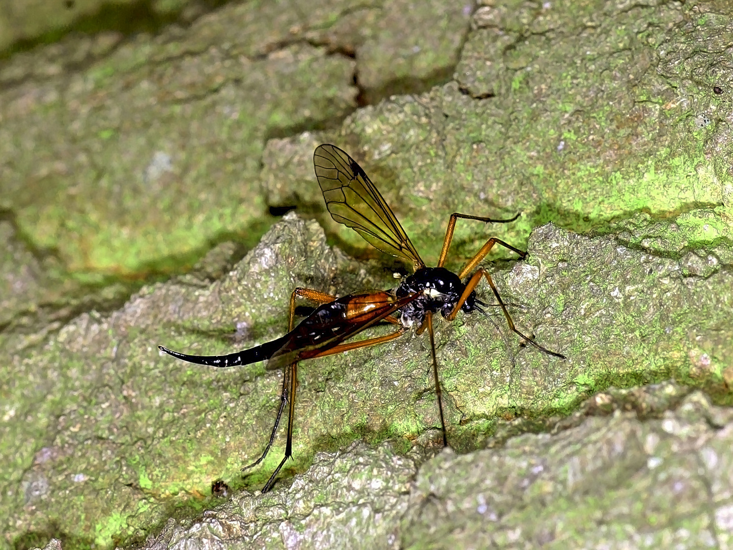 Schwarze Kammschnake (Tanyptera atrata), Weibchen....