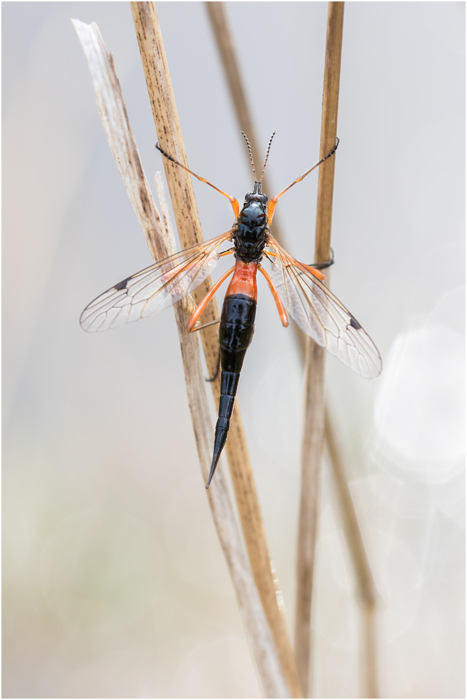 Schwarze Kammschnake/Holzschnake (Tanyptera atrata)