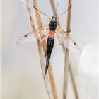 Schwarze Kammschnake/Holzschnake (Tanyptera atrata)