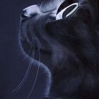 schwarze Katze
