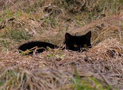 Schwarze Katze