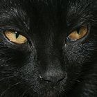 schwarze Katze...