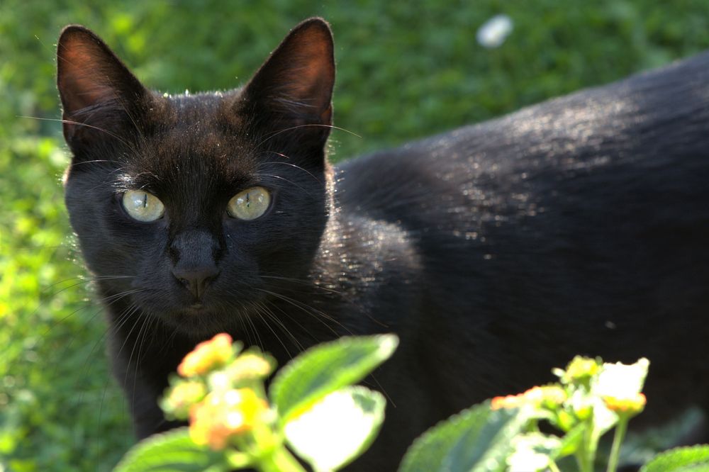 schwarze Katze Foto & Bild tiere, haustiere, katzen Bilder auf