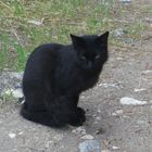 schwarze Katze