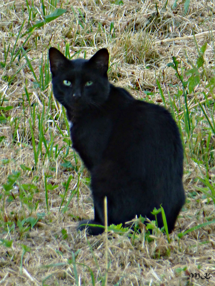 Schwarze Katze