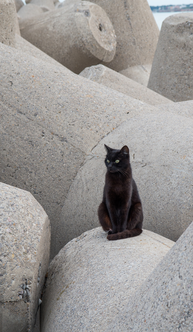 schwarze Katze