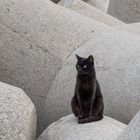 schwarze Katze