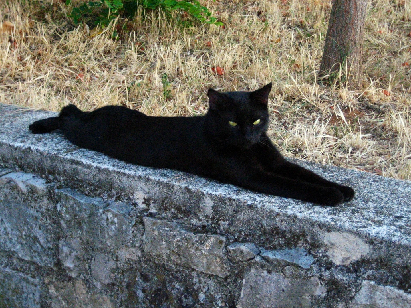 Schwarze Katze