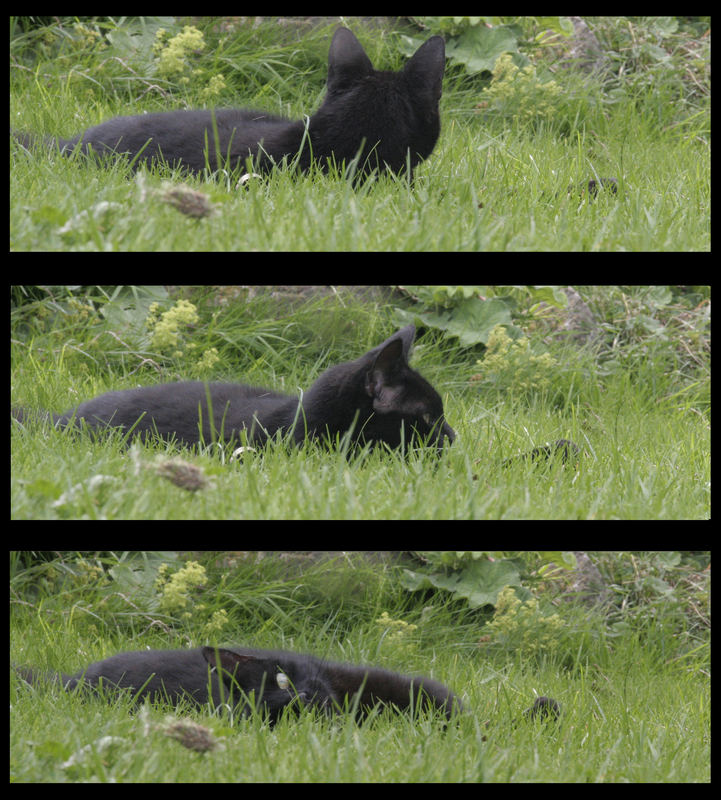 Schwarze Katze