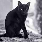 Schwarze Katze