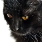 Schwarze Katze